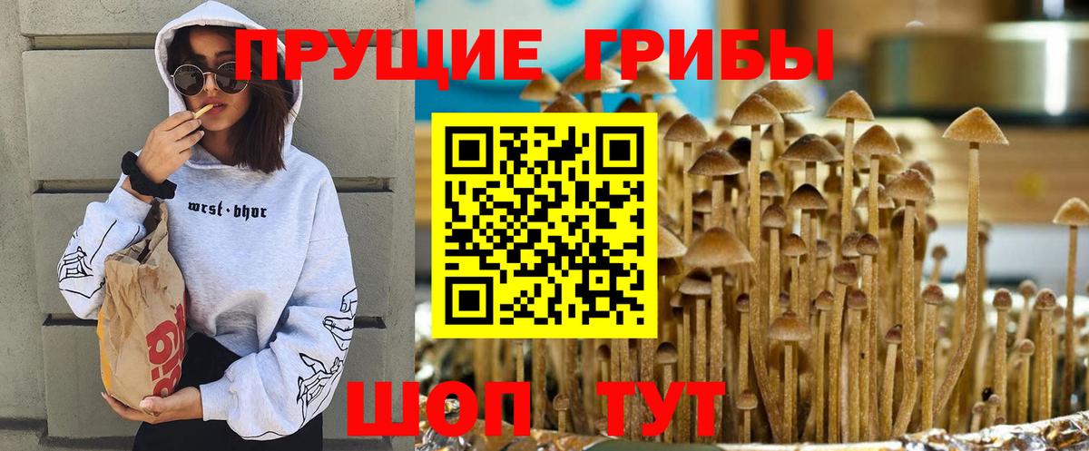Псилоцибиновые грибы Cubensis Псков